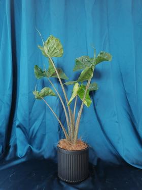 黑陶盆—黄貂鱼海芋