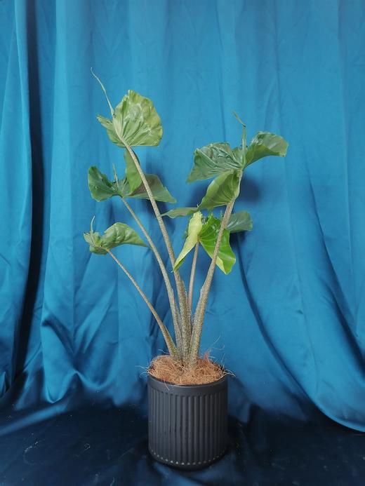 黑陶盆—黄貂鱼海芋 商品图0