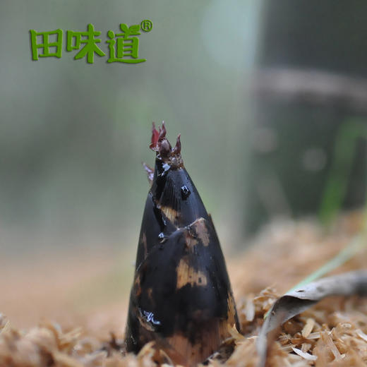 产地直发 临安天目山雷笋5斤装16-20根 商品图8
