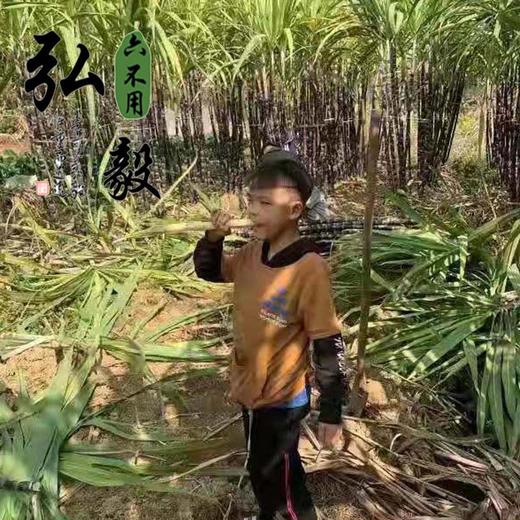 【弘毅六不用生态农场】六不用 黑糖 黑蔗糖 土法制作 0.5斤/份 商品图5