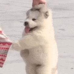 热柔荑花 商品图0