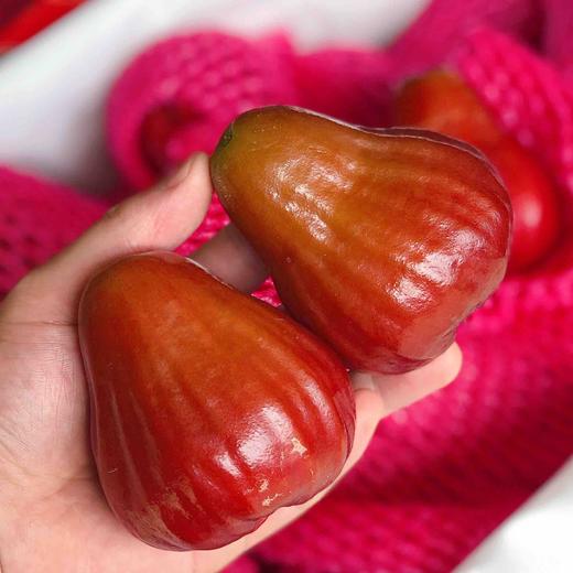 【巴掌】台湾黑糖芭比莲雾,莲雾里面最甜品种,它叫黑糖芭比,老少皆宜