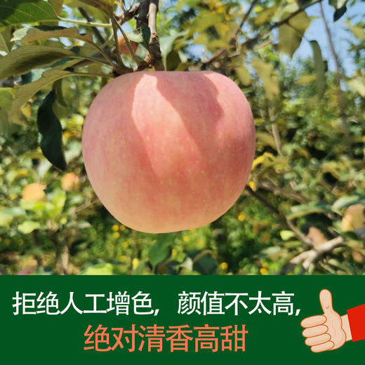 陕西晚熟红田富士苹果5-10斤【不好看但很好吃】 商品图0