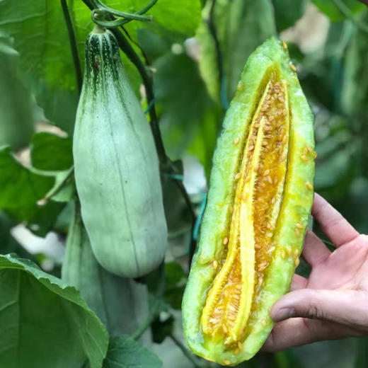 【春季头茬羊角蜜甜瓜】 脆嫩多汁甜且无渣  汁水丰盈 形似羊角 口感如蜜 商品图7