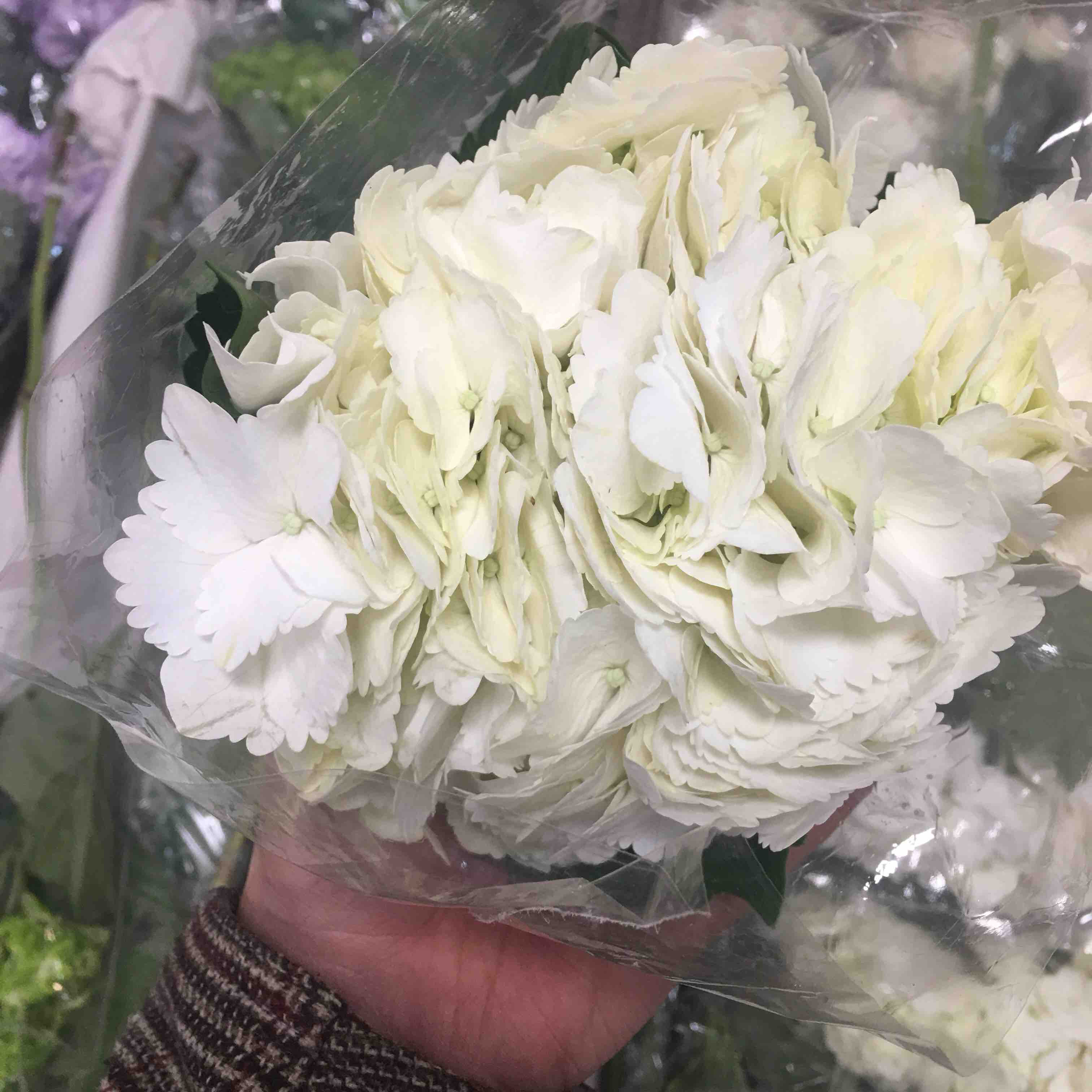 配花-绣球-白色-1支（进口品种）