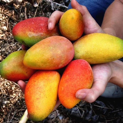 三亚自然熟山野贵妃芒🥭 商品图5