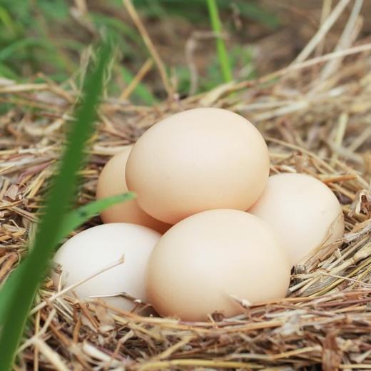 🥚来自大山⛰️里的散养·跑山鸡·土鸡蛋（全国发除偏远） 商品图1