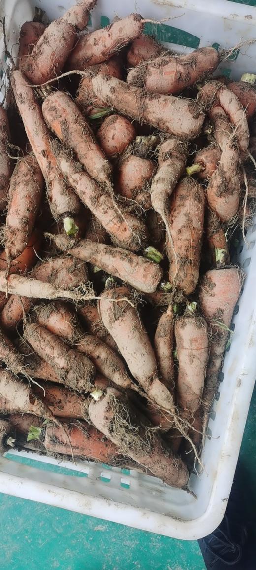 胡萝卜/老品种胡萝卜（500g）（基地胡萝卜，六零种植） 商品图3