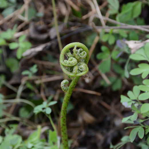 野生河蕨菜农户柏继才约400g份