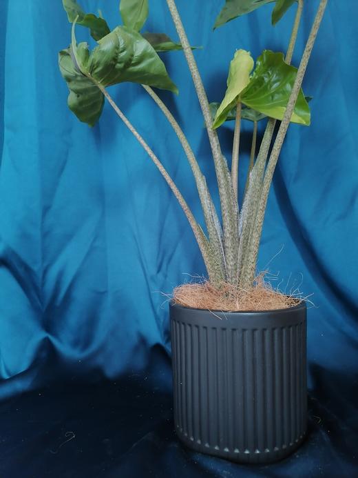 黑陶盆—黄貂鱼海芋 商品图1