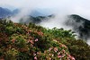 4月24日确定出发广西·猫儿山杜鹃花海、漓江源大峡谷、兴安水街4天 商品缩略图2