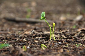 困，没精神，腿发沉？想让身体如春风般轻盈？你需要它减脂化痰，助阳气一路畅通！