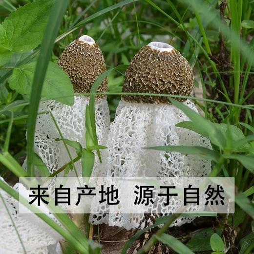 呈品铺子山珍竹荪40g 商品图2