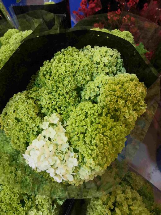 配花-木绣球-5支 商品图5