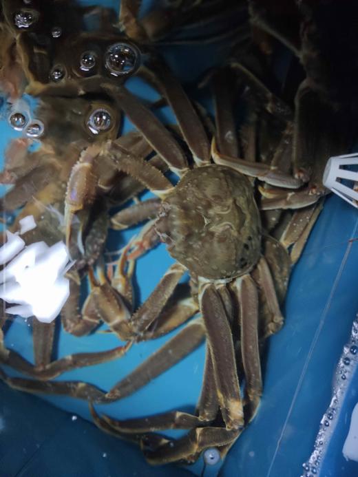 板蟹，2.5斤，价格是按2.5斤计算的，多退少补。 商品图1