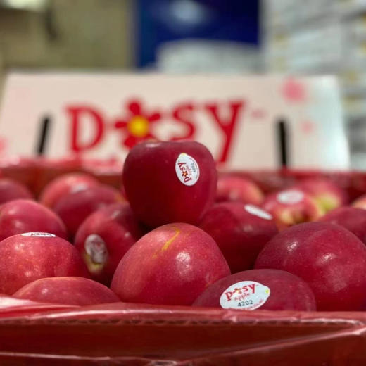 新西兰POSY小花苹果 商品图10