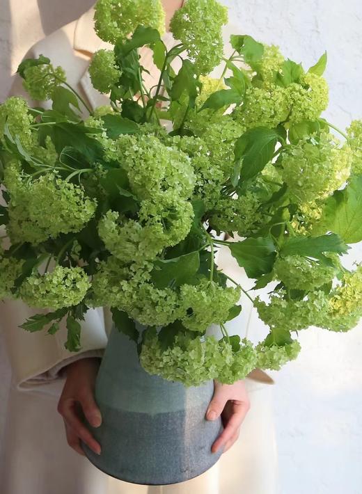 配花-木绣球-5支 商品图6