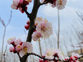  邂逅“自然学苑第一届赏花节”有感 