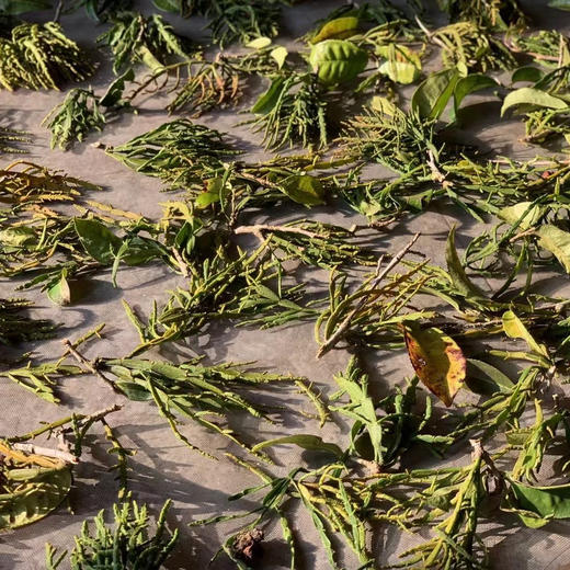 【2024年螃蟹脚】景迈山古茶树上的寄生精灵 商品图3