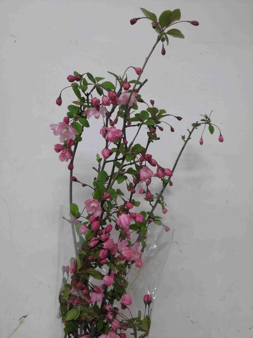 配花-垂丝海棠-2支 商品图2