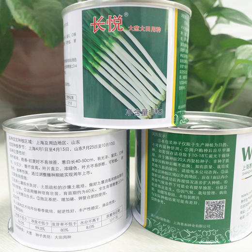 [专业种子] “长悦”大葱种子 商品图1