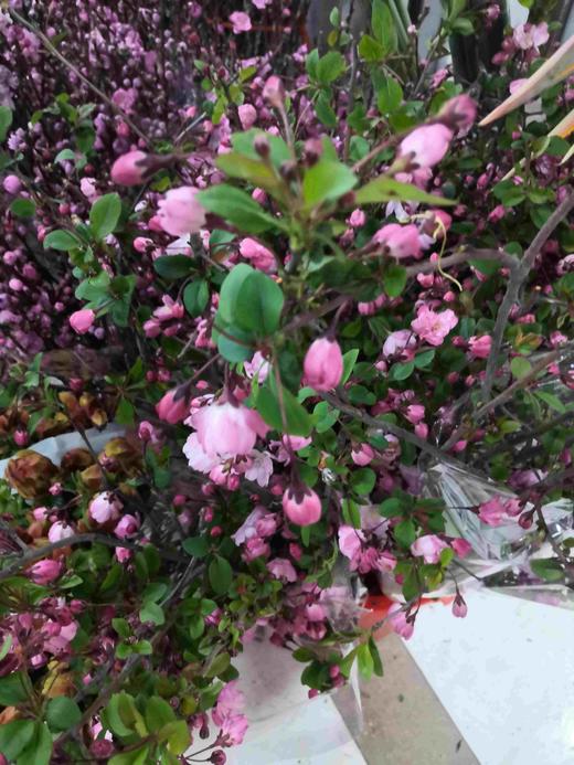 配花-垂丝海棠-2支 商品图1