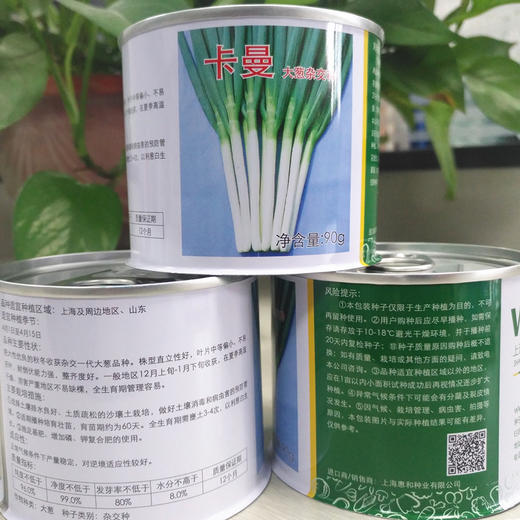 [专业种子] “卡曼”大葱种子 商品图1