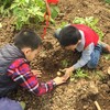挖土豆活动 | 农园活动*Digging potatoes activity | Farm activities 商品缩略图0