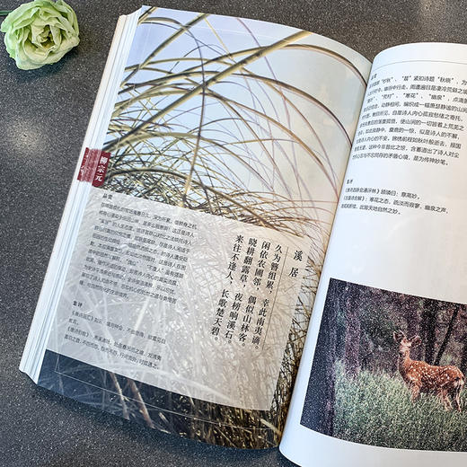 唐诗三百首 意象摄影版 中国古典诗歌选本 唐诗入门经典 王仁定 商品图4