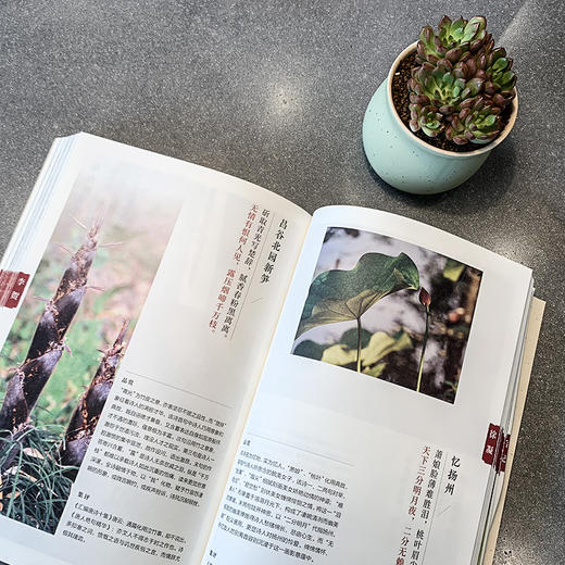 唐诗三百首 意象摄影版 中国古典诗歌选本 唐诗入门经典 王仁定 商品图3