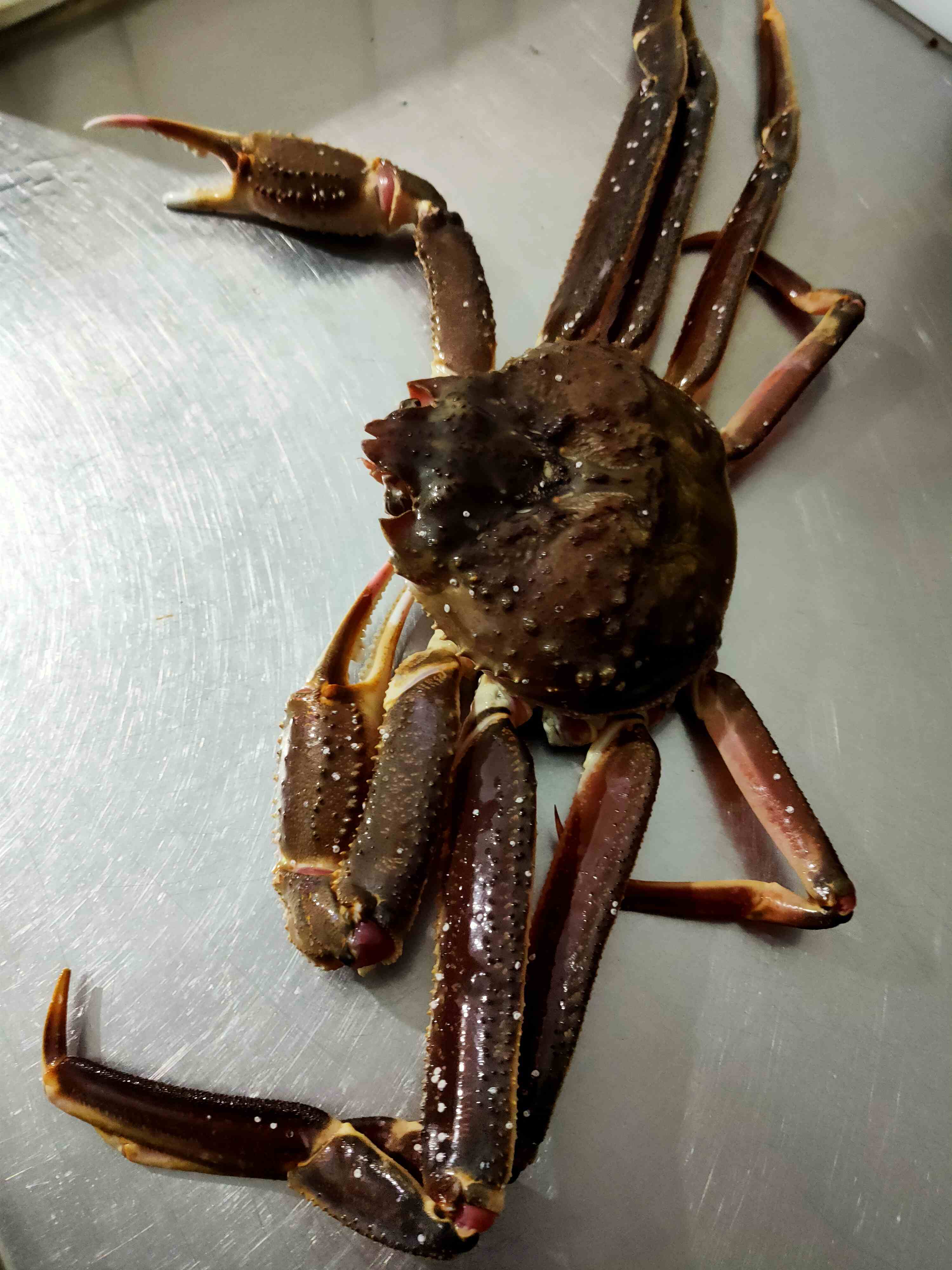 板蟹，2.5斤，价格是按2.5斤计算的，多退少补。