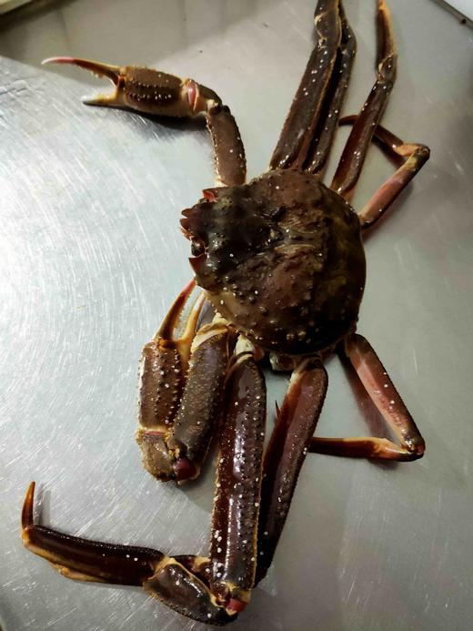 板蟹，2.5斤，价格是按2.5斤计算的，多退少补。 商品图0