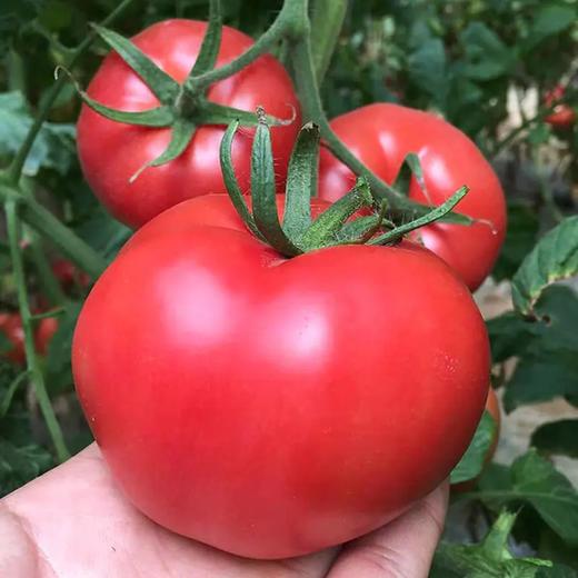 『普罗旺斯西红柿』一款当水果吃的番茄贵族 商品图2