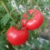 『普罗旺斯西红柿』一款当水果吃的番茄贵族 商品缩略图3