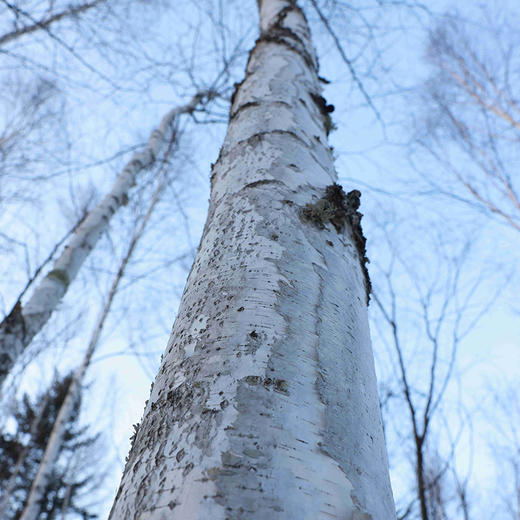 【白桦树汁补水保湿喷雾】调节水油平衡、清爽不粘腻，过敏肌友好 商品图4