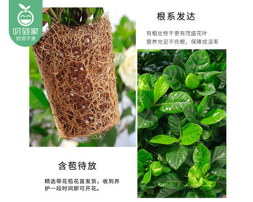 【预售-12月22日配送】栀子花盆栽/1盆（带陶瓷盆） 商品图5