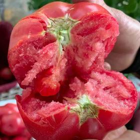 『普罗旺斯西红柿』一款当水果吃的番茄贵族