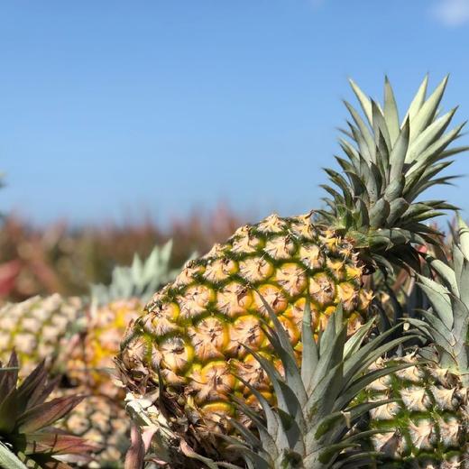 【72小时左右发货】海南自然熟金钻凤梨 4.5-5斤装 商品图12