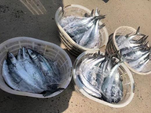 清明前后季节限定 宁波象山现捕川乌（蓝点马鲛鱼）发货只限江浙沪。 商品图3