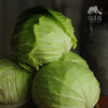 生态包菜 | 绿家自产*ecological cabbage | Self-production 商品缩略图9