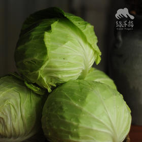 生态包菜 | 绿家自产*Ecological cabbage | In-House Production