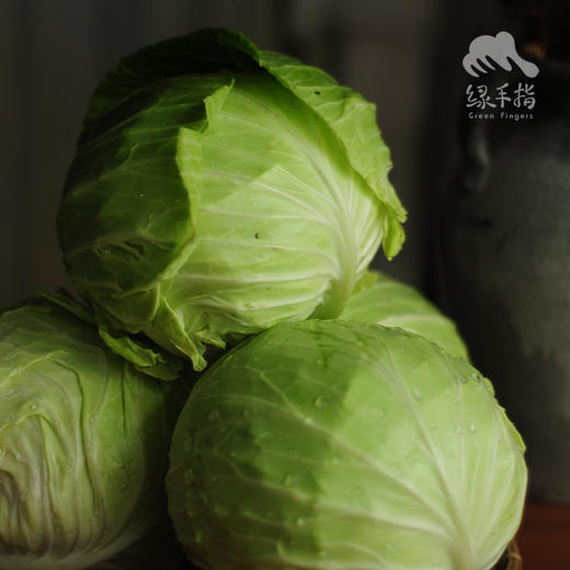 生态包菜 | 绿家自产*ecological cabbage | Self-production 商品图9