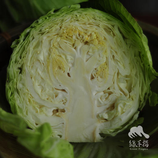 生态包菜 | 绿家自产*ecological cabbage | Self-production 商品图8
