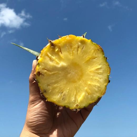 【72小时左右发货】海南自然熟金钻凤梨 4.5-5斤装 商品图7