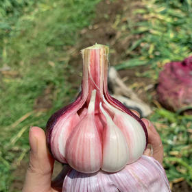 2024云南紫皮多瓣蒜（新鲜大蒜）| 饱满圆润，蒜香浓郁，农家种植，绿色健康