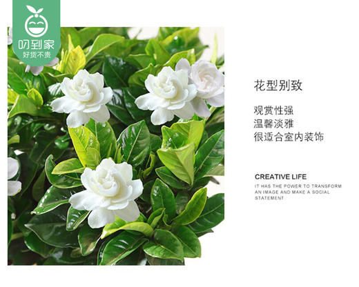 【预售-12月22日配送】栀子花盆栽/1盆（带陶瓷盆） 商品图2