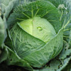 生态包菜 | 绿家自产*ecological cabbage | Self-production 商品缩略图1