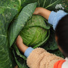 生态包菜 | 绿家自产*ecological cabbage | Self-production 商品缩略图6
