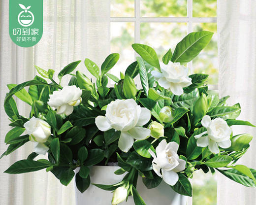 【预售-12月22日配送】栀子花盆栽/1盆（带陶瓷盆） 商品图3