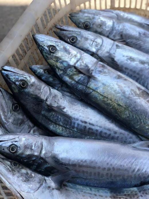清明前后季节限定 宁波象山现捕川乌（蓝点马鲛鱼）发货只限江浙沪。 商品图1